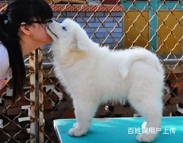 纯种澳版萨摩耶犬 纯种萨摩耶价格 可签协议 - 图片 8