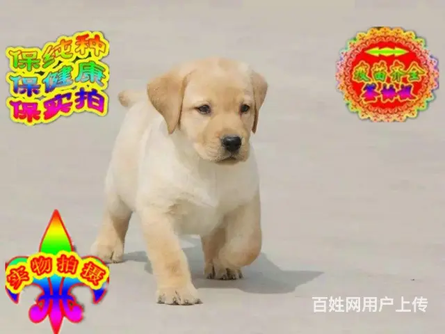 烟台纯种拉布拉多幼犬 头版足骨量大 血统纯正 - 图片 4