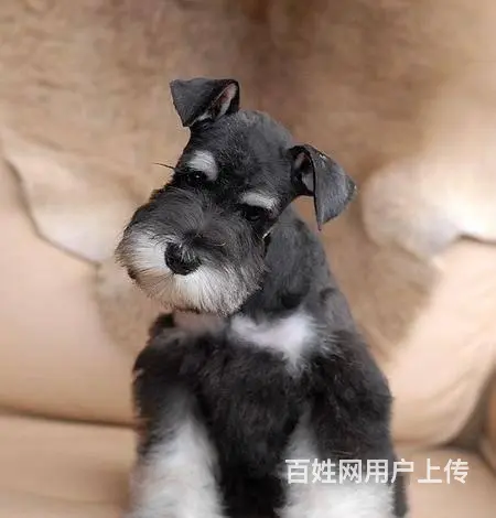 广州买狗首选推荐 正规犬舍纯种迷你雪纳瑞犬多只待售 - 图片 6