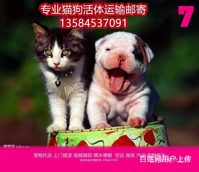常州市 宠物托运（猫狗柴犬）邮寄快递2022（宠物活体运输) - 图片 6