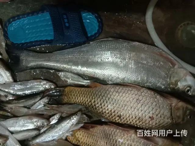 鱼干 - 图片 7