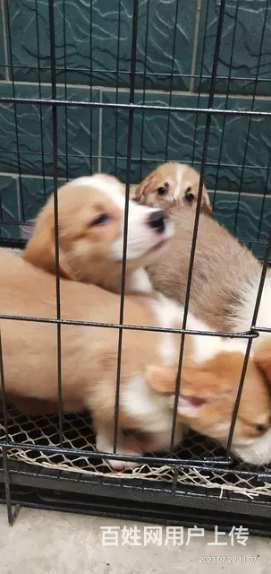 柯基幼犬出售，价格美丽 - 图片 5
