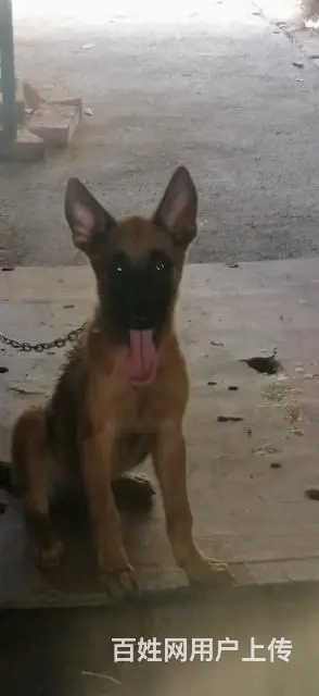 部队军犬，马犬出售 - 图片 2