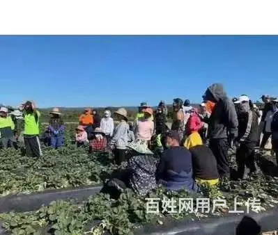 新西兰正规出国劳务，建筑工司机农场工厂普工 - 图片 4