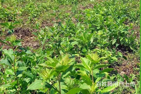 湖北百草堂苍术种植农业机遇，享受无限财富轻松创业 - 图片 2