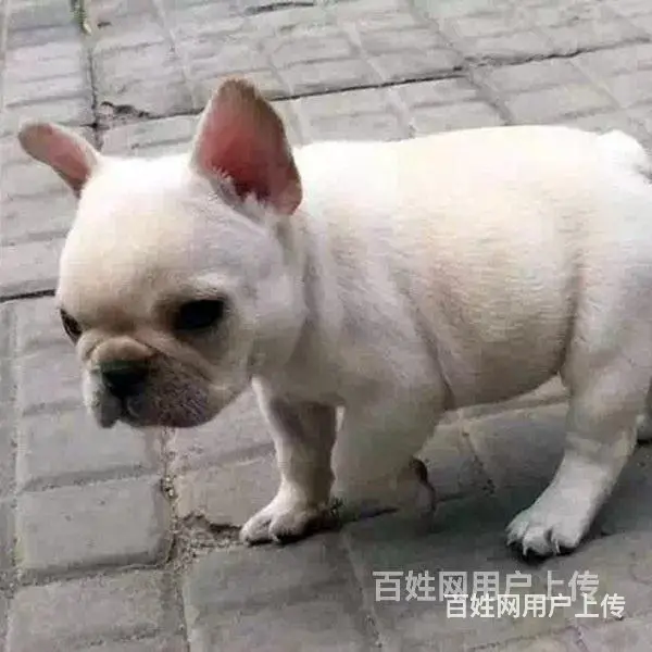 吕梁法斗价格哪儿有卖法斗 - 图片 9