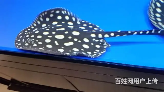 自家养的龙鱼 精品四纹虎5条皇冠黑白2条 斑马狗头 - 图片 4