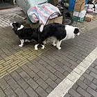 小狗