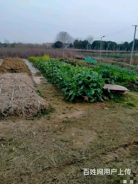 （房东直租）安沙水渡河，黄兴大道旁2000平场地出租 - 图片 5