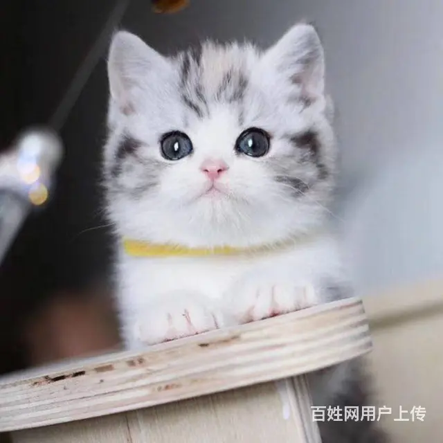 常州猫舍美短猫多少钱一只哪里有本地买CFA认证猫舍 - 图片 5