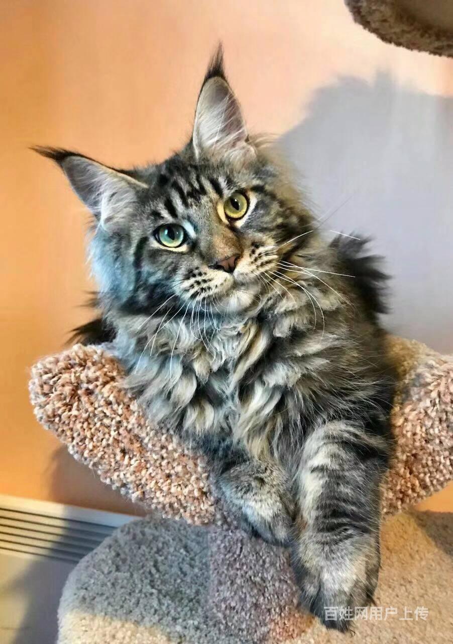 买缅因猫哪家好?赛级缅因猫贵吗【图】