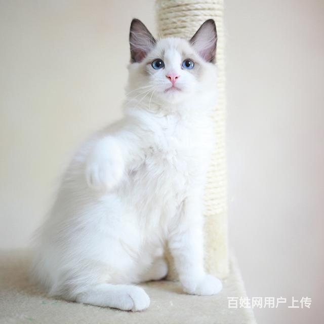 保亭哪里买布偶猫纯血统◆布偶猫多少钱一只的图片