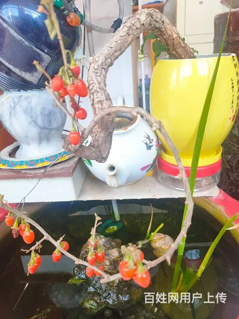 黄荆，中华野生红枸杞盆景，酒瓶花盆 - 图片 4