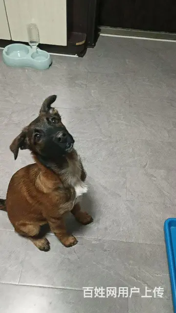 5个半月马犬出售 - 图片 5