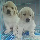 拉布拉多