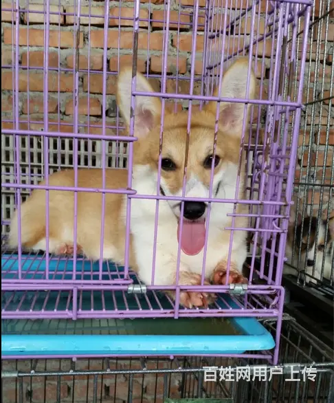 天门柯基犬舍位置 本地柯基犬舍地址在哪儿 - 图片 1
