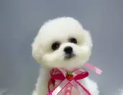 纯种比熊犬 疫苗齐全、可看狗父母、保活签协议
