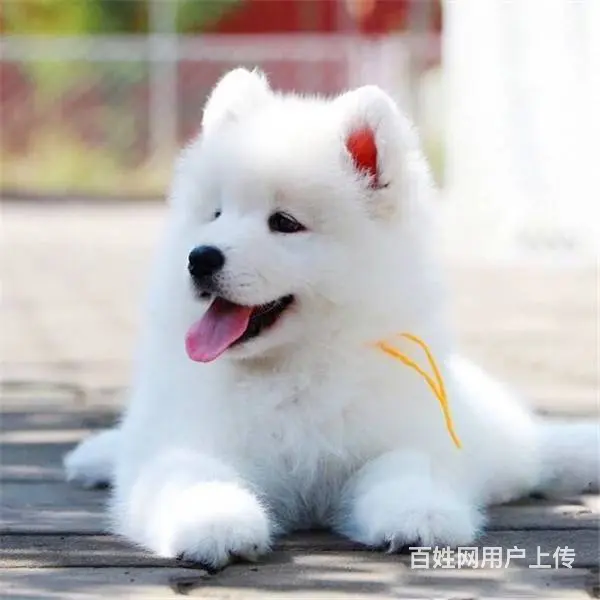 萨摩耶 萨摩幼犬欢迎上门挑选价格优惠签协议有保 - 图片 4