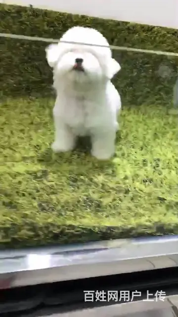 淄博活泼可爱纯种比熊幼犬宝宝血统纯正毛量丰富 - 图片 12