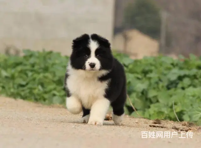 边境牧羊犬价格 纯种边牧幼犬出售 可上门可视频挑选 - 图片 4