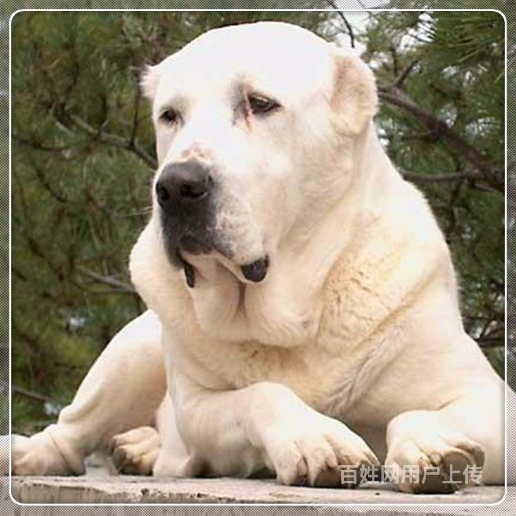 大型狗场在哪里中亚牧羊犬多少钱一只中亚牧羊的价格