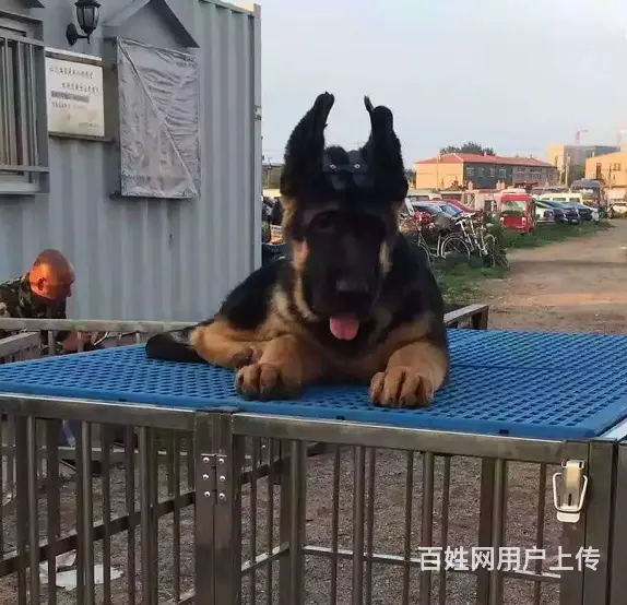 出售双血统锤系德牧cku注册售后可签协议有保障 - 图片 5