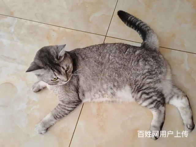 猫猫送人 - 图片 2