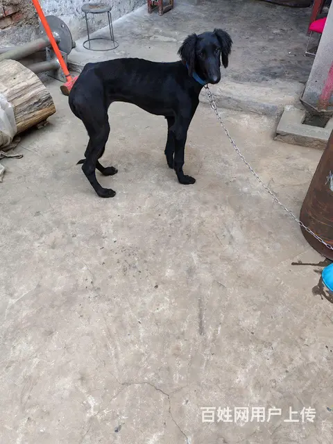 陕西细犬四个月母 - 图片 2