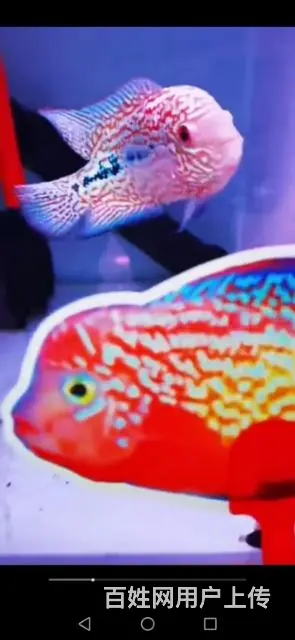 丹东罗汉鱼专卖，罗汉鱼价格 - 图片 5