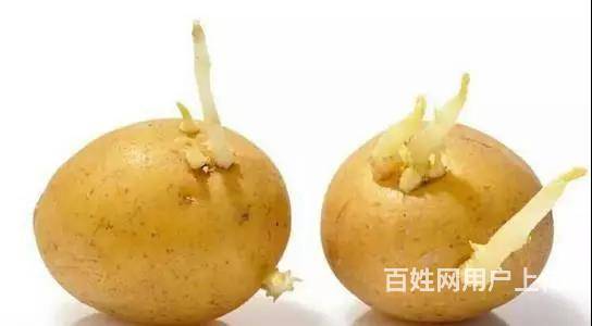 达利园薯片疑用发芽土豆!关于发芽土豆这些要注意