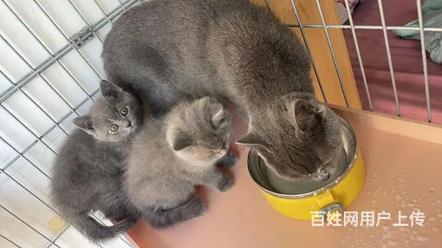 纯种蓝猫 - 图片 1