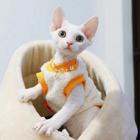 德文卷毛猫市场价多少 德文真的不掉毛吗 图片价格