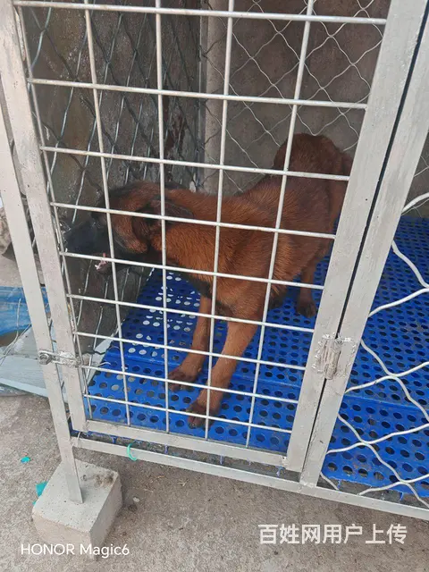 爆红马犬出售 - 图片