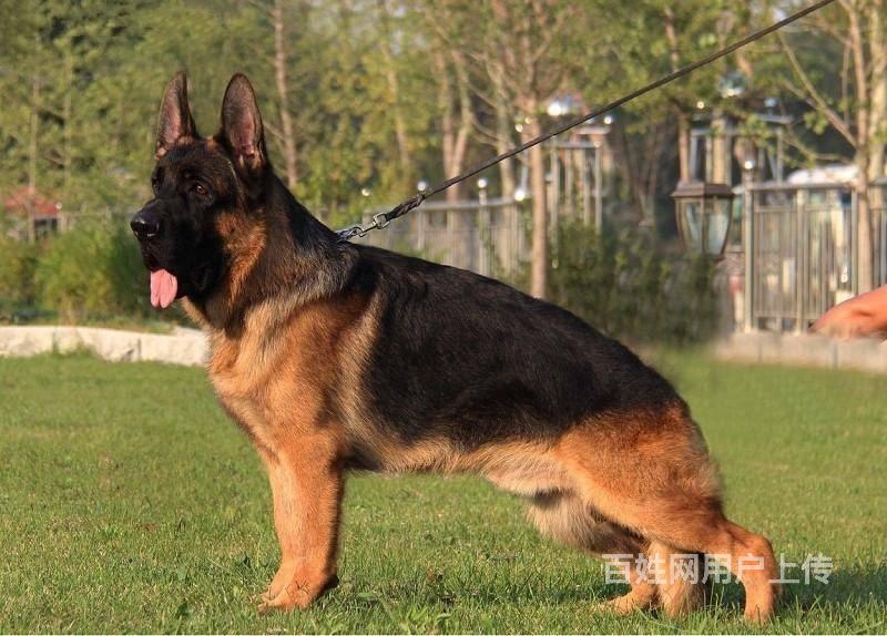 北京哪有大头锤系德牧出售 北京哪家犬舍出售锤系德牧