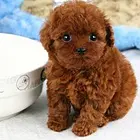 嘉兴哪里有泰迪卖 泰迪犬舍信息