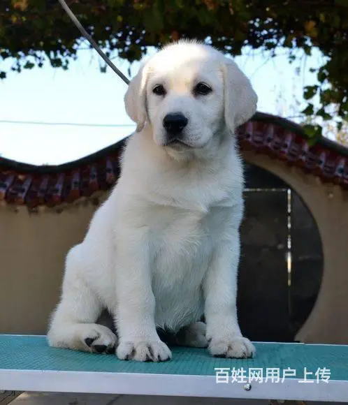 纯种拉布拉多幼犬 大骨骼, 拉布拉多 ,健康保 - 图片 6