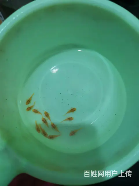 黄金胡子苗 - 图片