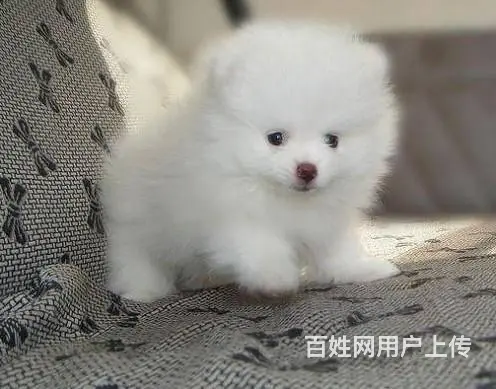 球体博美犬 哈多利系博美犬 纯种博美犬出售 - 图片 2