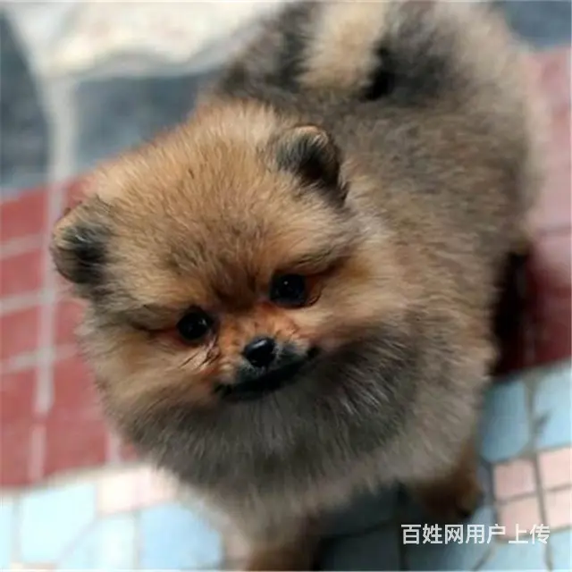 七台河纯种博美去哪儿卖▲纯种博美犬舍 - 图片 5