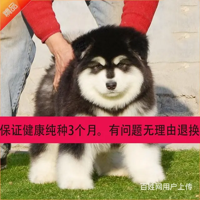 辽阳哪儿有纯种阿拉斯加出生，纯种阿拉斯加价位表 - 图片 9