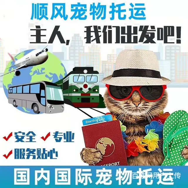 徐州宠物托运（猫狗）活体运输邮寄 （2022今日推荐） - 图片 3