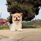 成都柯基繁殖场 柯基犬舍联系方式