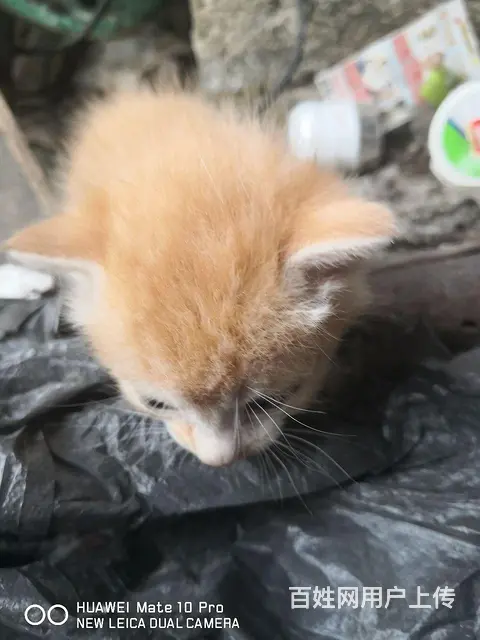 自家小猫，养不了，三只一百，欢养 - 图片 2