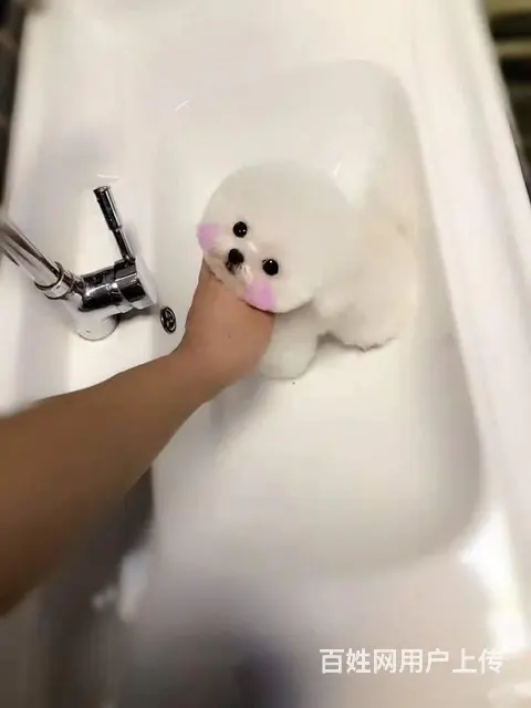 纯种博美 哈多利球体博美 白色博美犬多少钱一只 - 图片 6