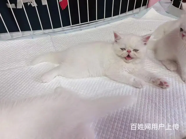 加菲猫寻找新家 - 图片 4