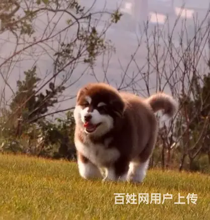 邢台阿拉斯加怎么卖 邢台阿拉斯加价格 阿拉斯加幼犬 - 图片 12