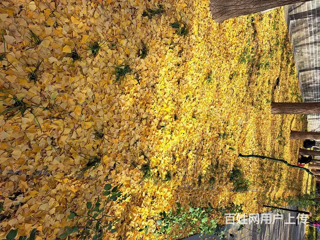 不闲聊正经找伴 - 图片