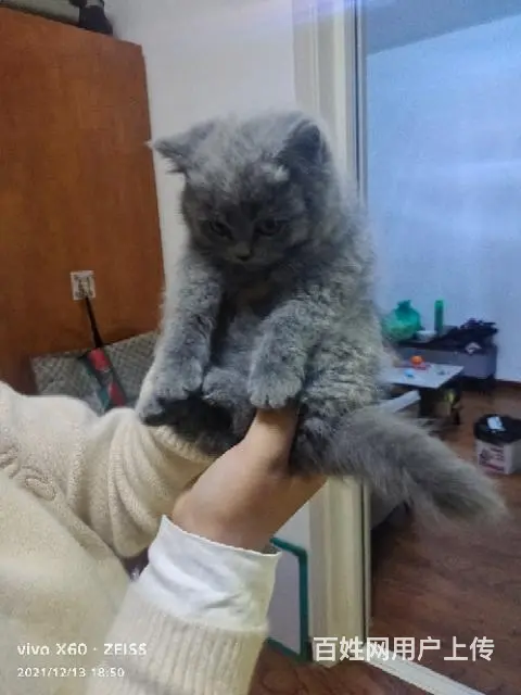 自家繁殖纯种大包子脸英短蓝猫 - 图片 4