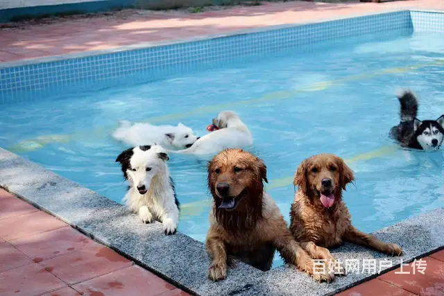 珠海香洲拱北宠物训练学校 狗狗训犬基地 可接送 - 图片 12