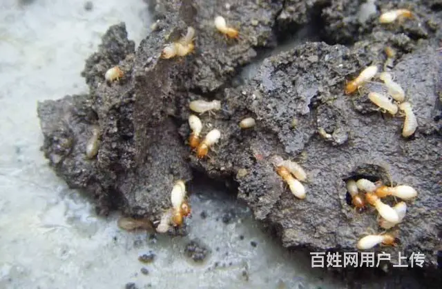 广州清除白蚁公司，科学防治白蚁、清理白蚁窝 - 图片 3